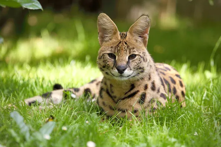 Oruam é dono de gato da raça mais cara do mundo, que pode custar R$ 100 mil