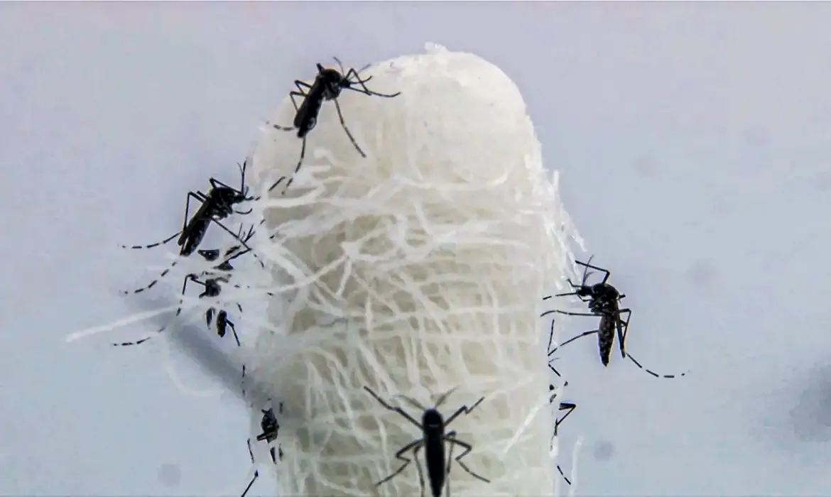 Mosquitos da dengue