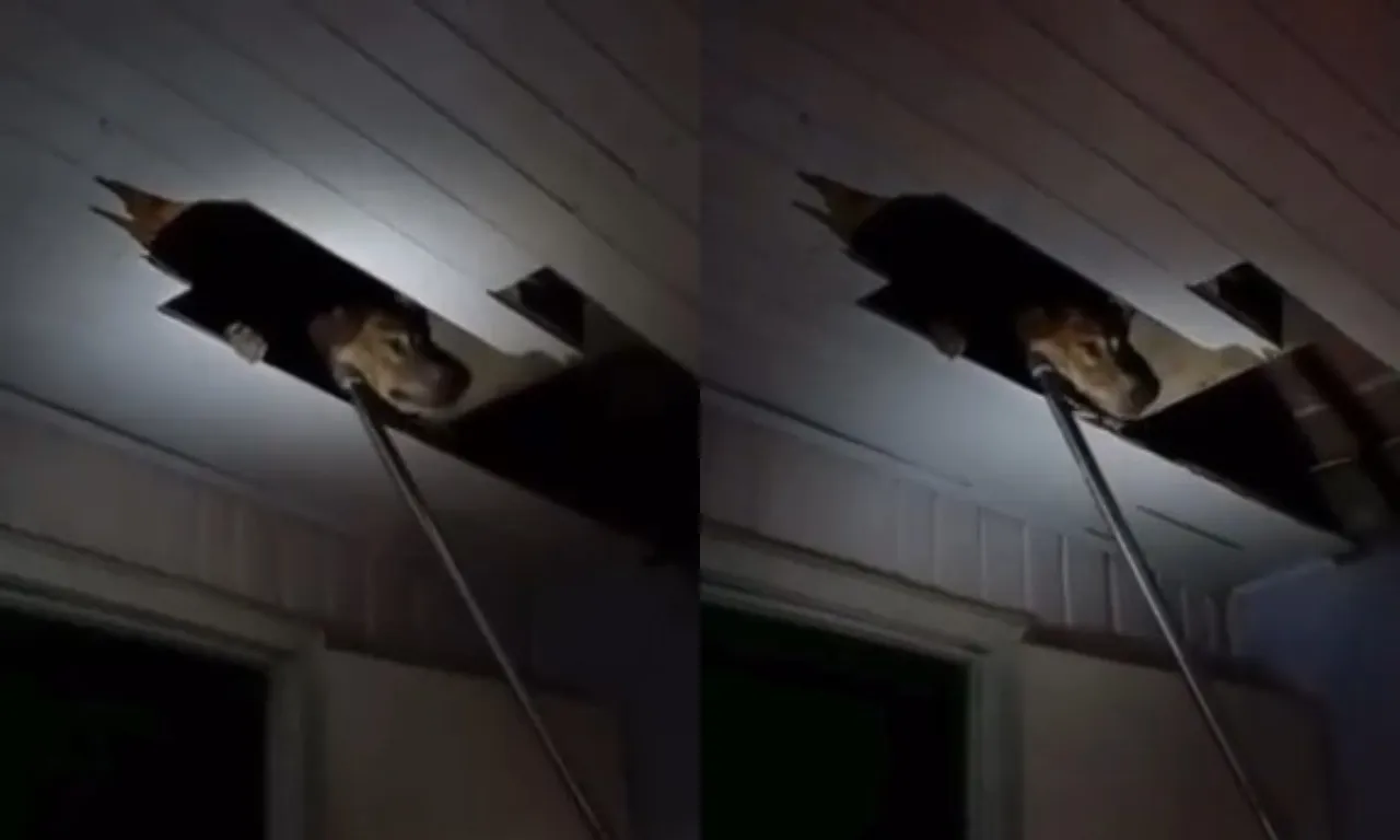 Cachorro caramelo fica preso no forro de casa; veja vídeo