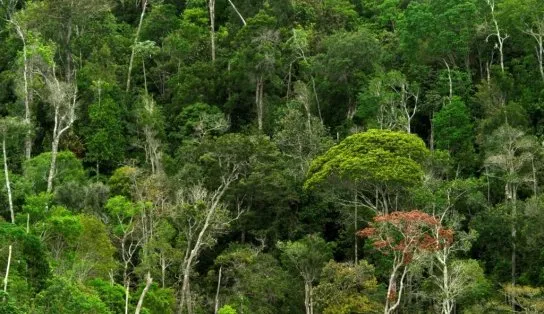 Bahia é o estado que mais derrubou Mata Atlântica no Brasil em 2022, aponta levantamento