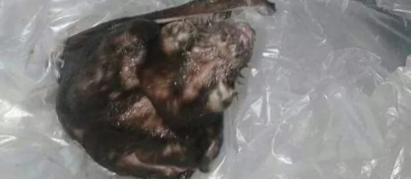 PRA NÃO PASSAR RAIVA: Por ataque de morcegos, zoonose vacina cães e gatos no centro da cidade