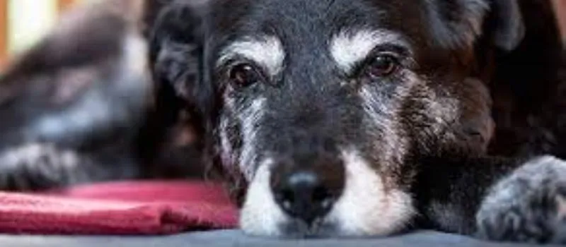 TODOS OS CÃES MERECEM O CÉU: Cadela mais velha do mundo morre com 30 anos