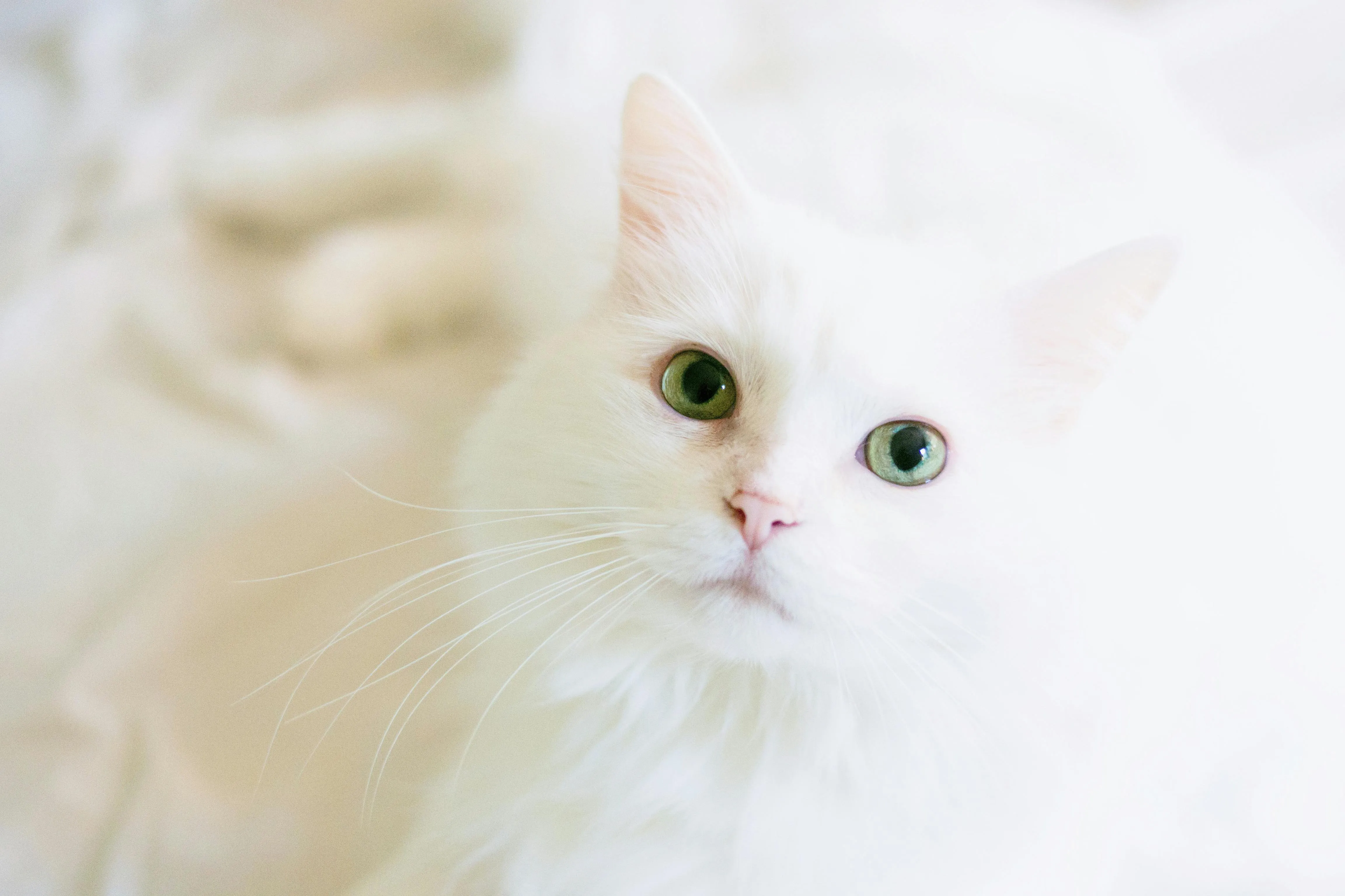 Dia Internacional do Gato: descubra 5 curiosidades sobre os felinos