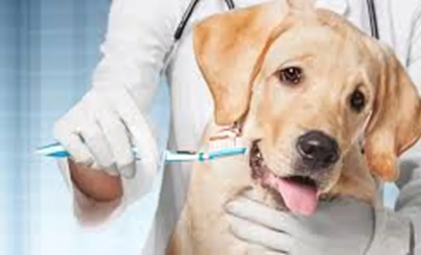 Saúde bucal dos cães merece atenção especial
