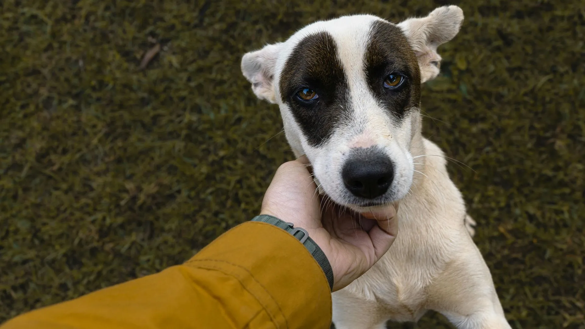 Acariciar cães