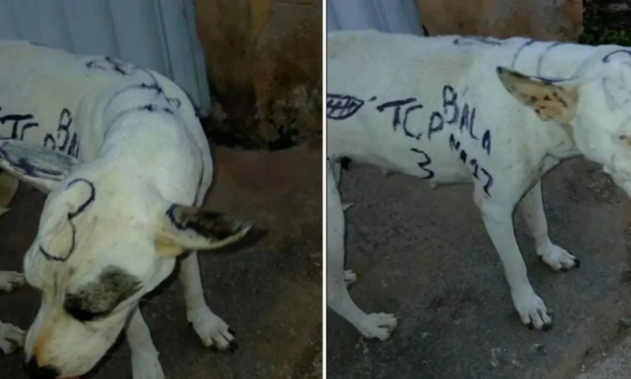Cachorro pichado