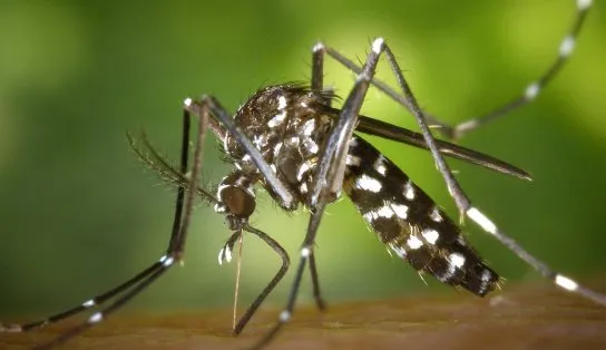 Cepa da dengue mais disseminada no mundo é encontrada no Brasil; genótipo foi identificado em Goiás