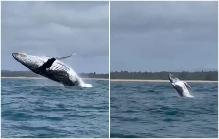 Baleia jubarte e filhote se exibem para navegantes na Baía de Camamu; veja vídeo