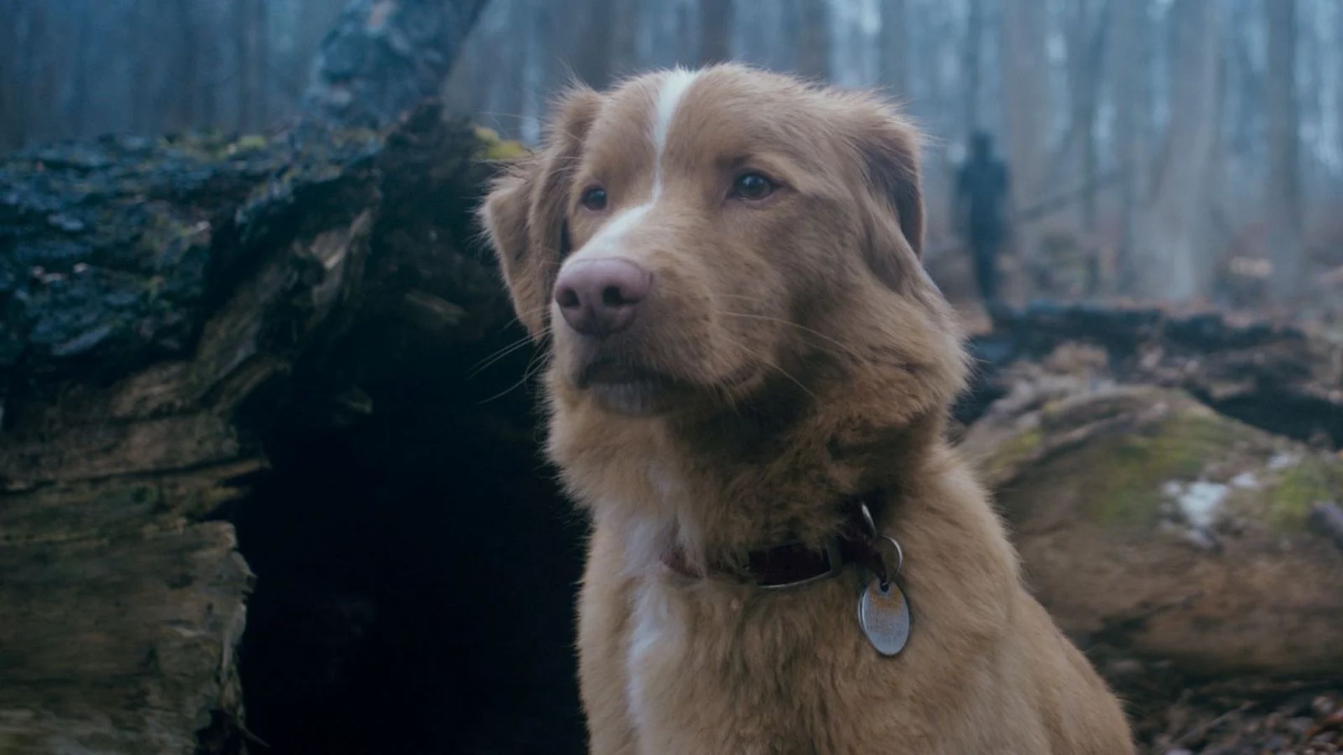 Indy participa do filme Good Boy - Bom Menino - e concorre a prêmio | Foto: Divulgação