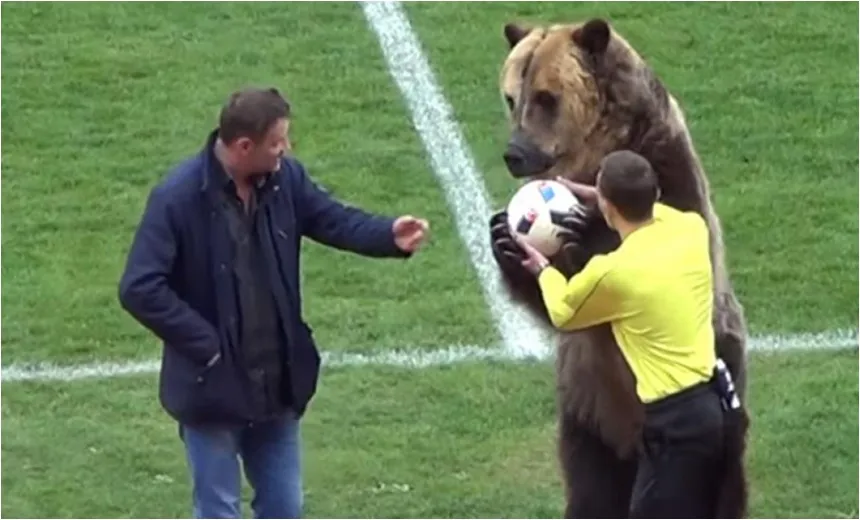 VÍDEO: Urso é usado para entregar bola a juiz na 3ª divisão russa e pode ‘aparecer’ na Copa