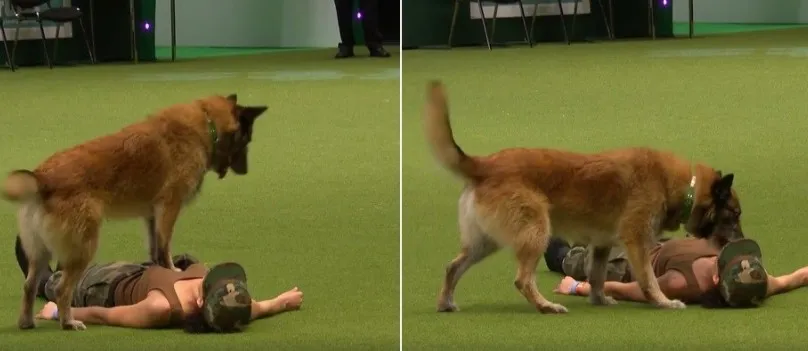 Cachorro faz massagem cardíaca e respiração boca a boca em mulher ‘atingida por bomba’; Veja vídeo