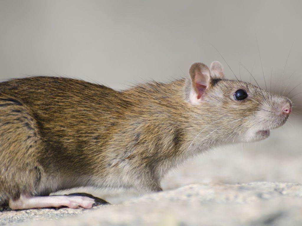 O homem afirmou ter sido agredido pelo rato e que os ferimentos que tinha foram causados pelo animal. Foto: Ilustrativa/Freepik