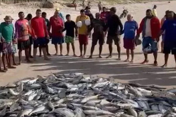 Pescadores capturam milhares de peixes e agradecem pela 'bênção'; assista