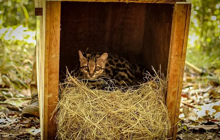 Felino quase ameaçado de extinção é solto em reserva na Bahia
