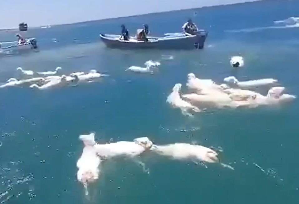 Navio Com 2 Mil Ovelhas Naufraga E Cenas Comovem Web