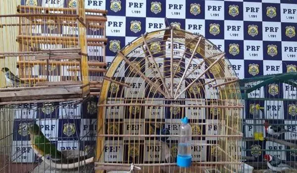 Pássaros silvestres criados em cativeiro são resgatados em Paulo Afonso