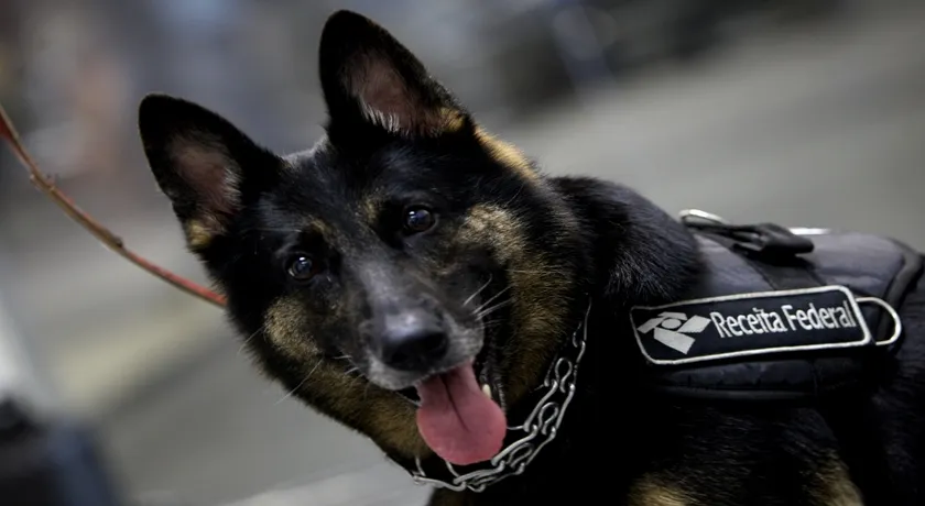 CÉU AZUL: Operação com cães farejadores combate drogas no aeroporto de Salvador 