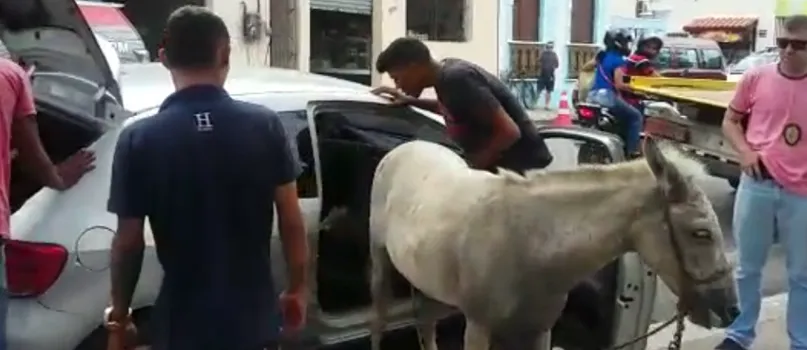 QUE LOUCURA: Indo trocar por bode, homens são detidos transportando burro em carro de passeio; Veja vídeo