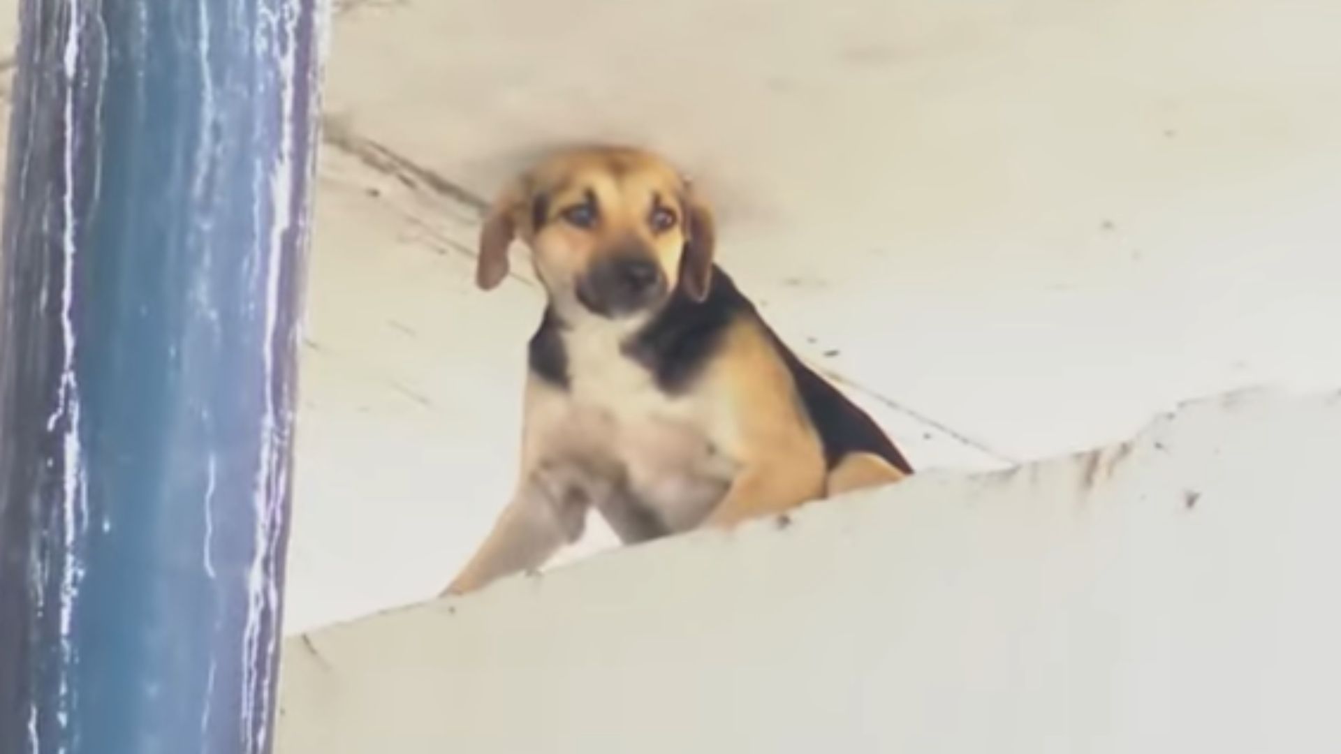 Cachorro &eacute; resgatado de viaduto em Salvador. Foto: TV Aratu