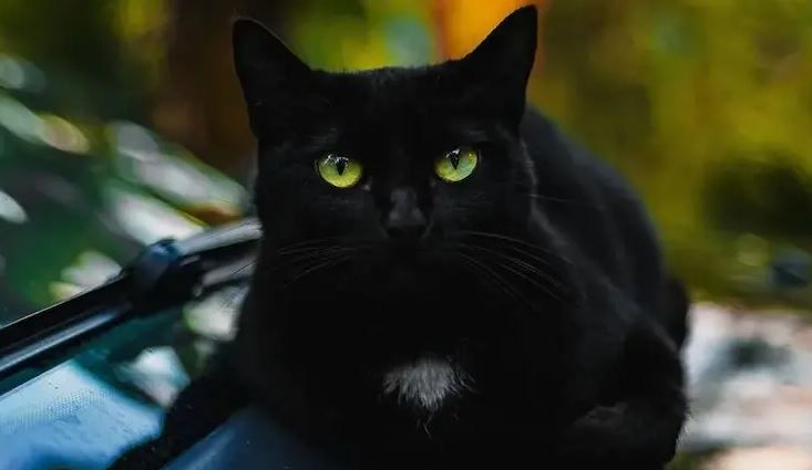 Foto: Reprodução/ pexels