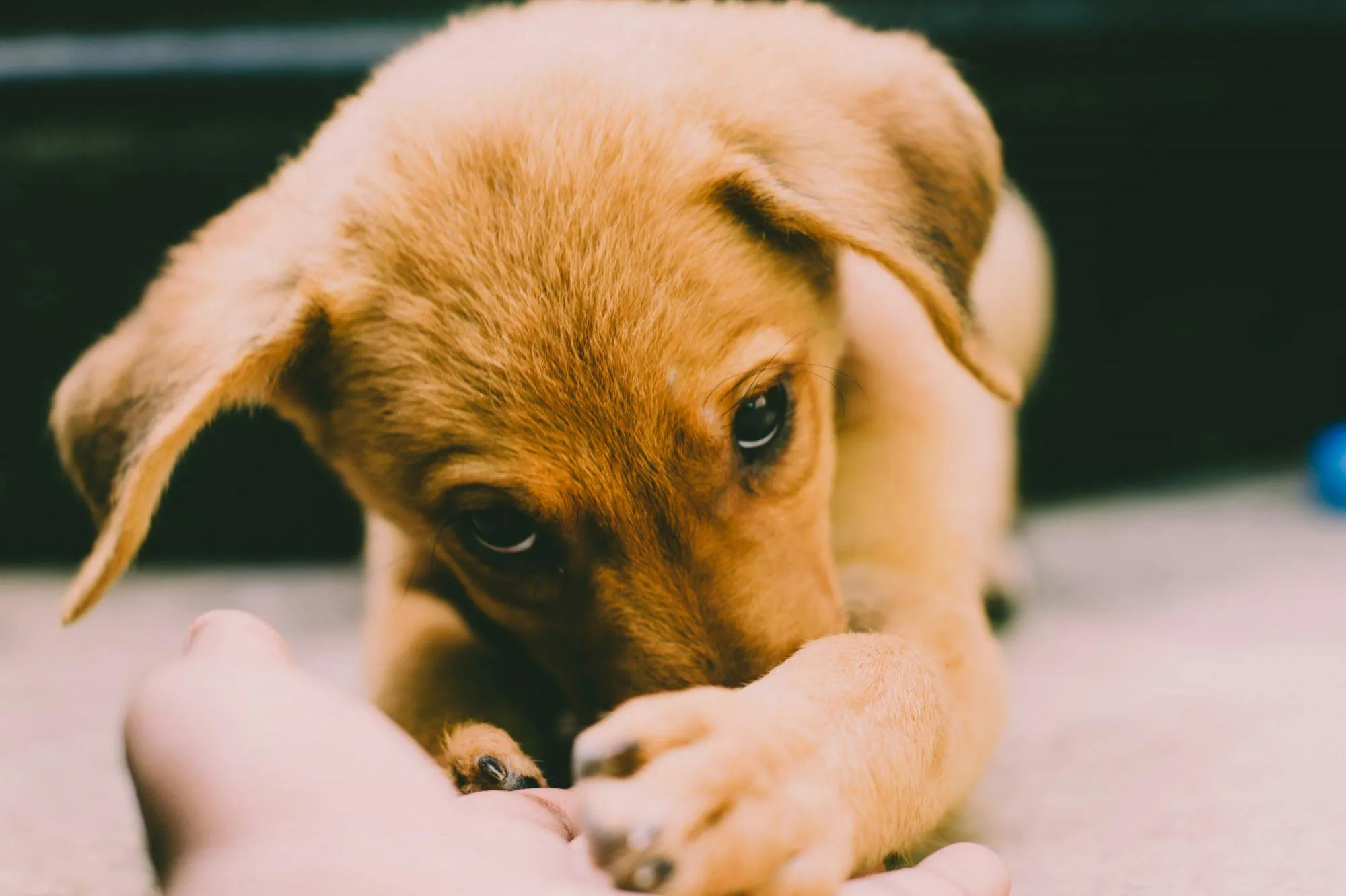 Por que seu cachorro te segue pela casa? Veja o que diz a ciência