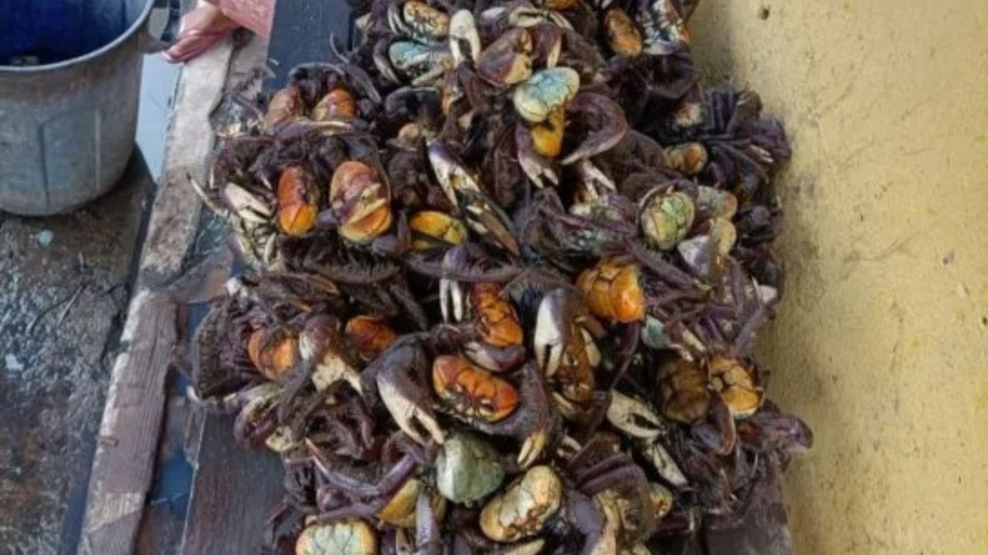 Carangueijos apreendidos