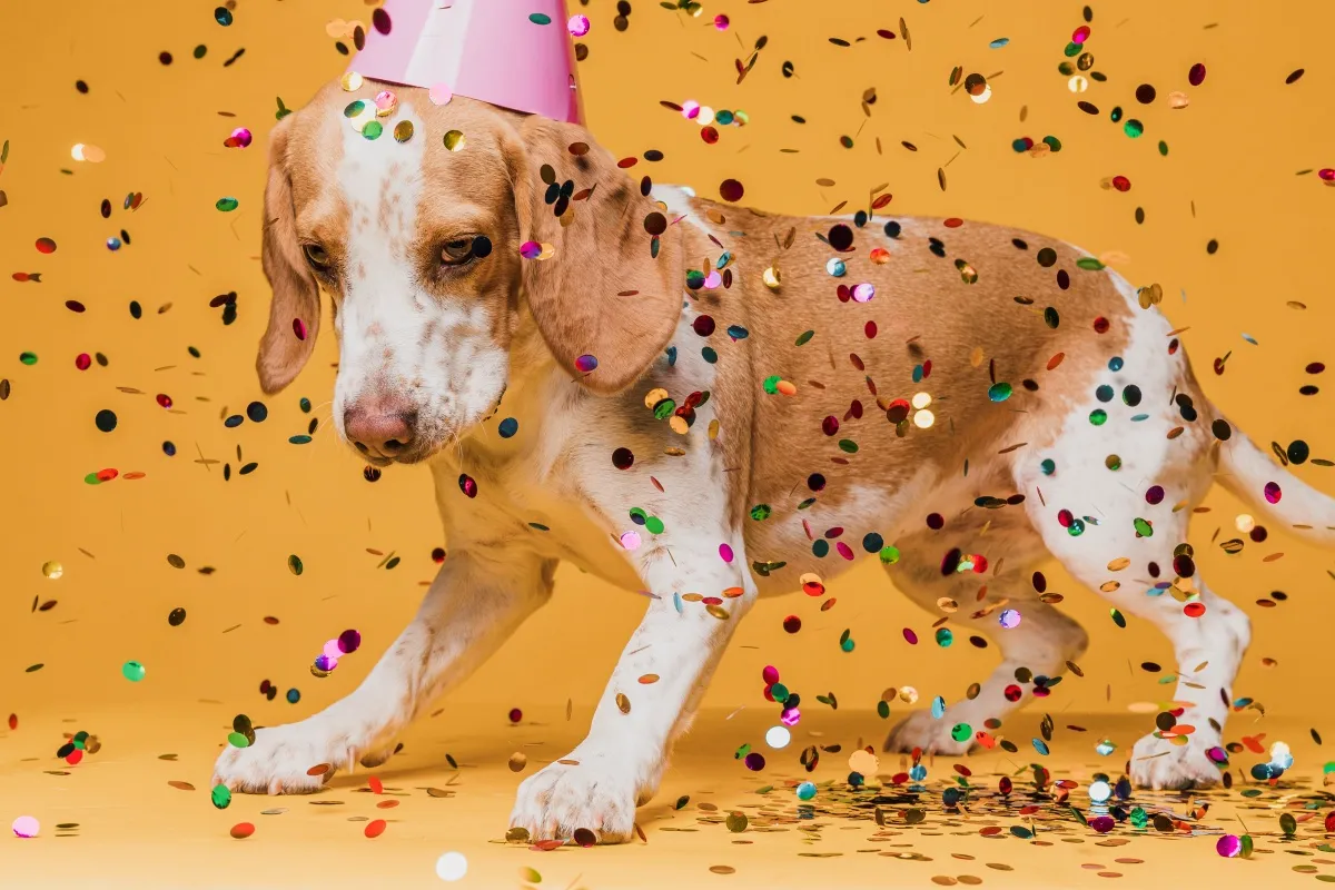 Exposição a multidões no Carnaval traz riscos à saúde dos animais, diz veterinário