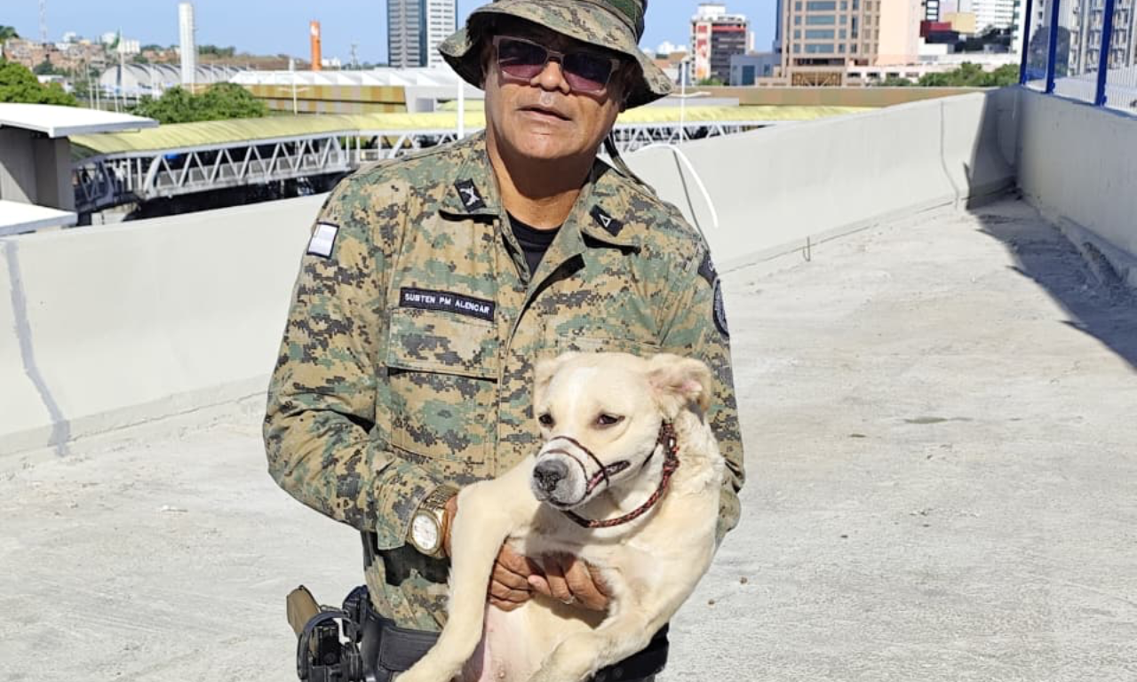 Cachorro &eacute; resgatado ap&oacute;s ficar preso nos escombros de obra do viaduto da ACM.Foto: Reprodu&ccedil;&atilde;o / Coppa