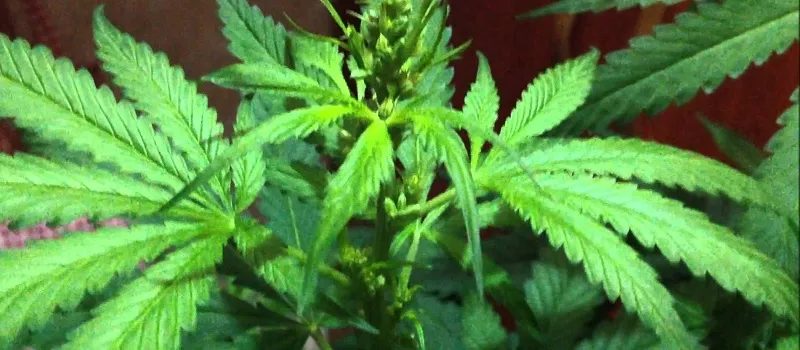 QUE MATO É ESSE? Vereador eleito é presos com drogas dentro de casa; No quintal havia pés de maconha