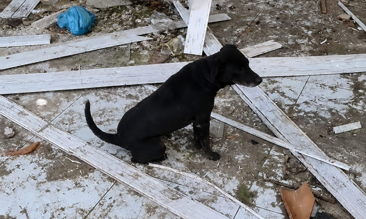 Adolescente apreendido por maus-tratos a c&atilde;es em escola desativada na Bahia