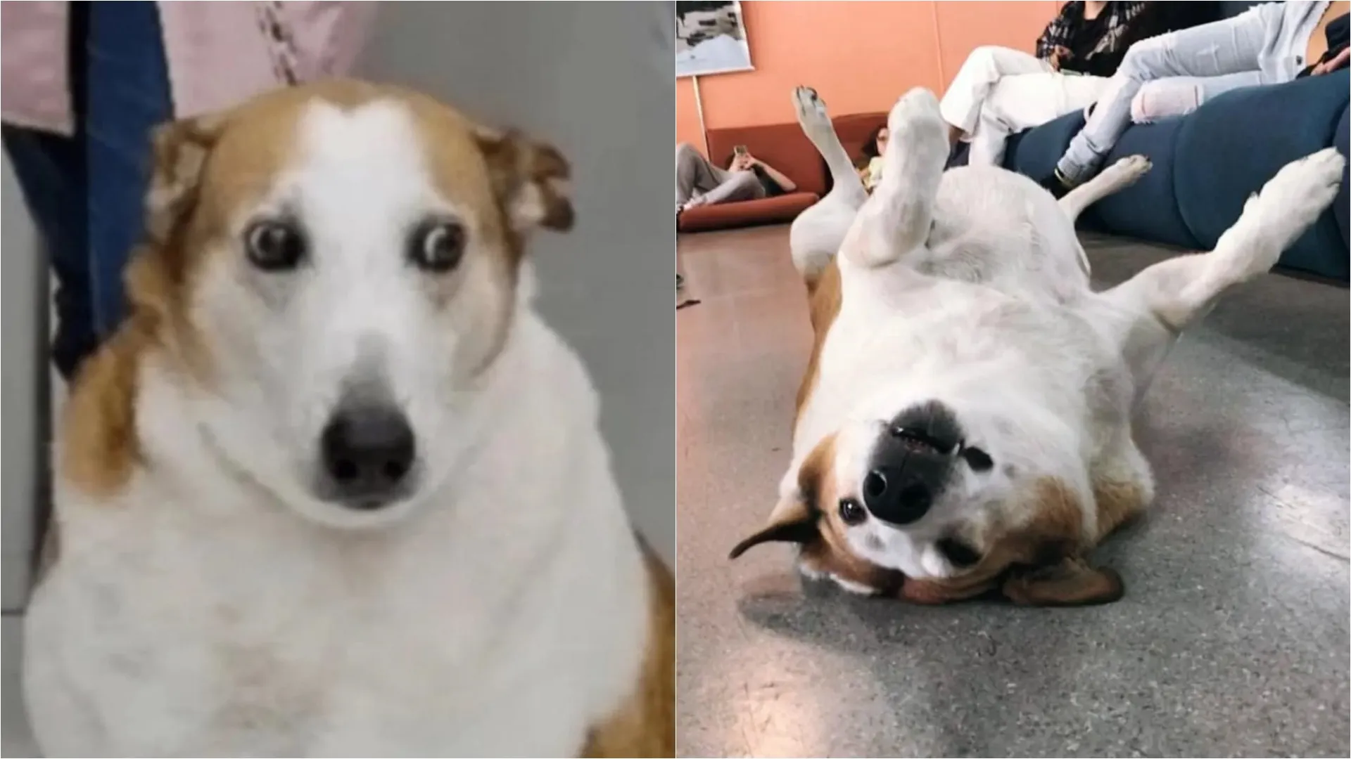 Silveira, cão da UFSM, viraliza nas redes e pode ganhar 'auposentadoria'
