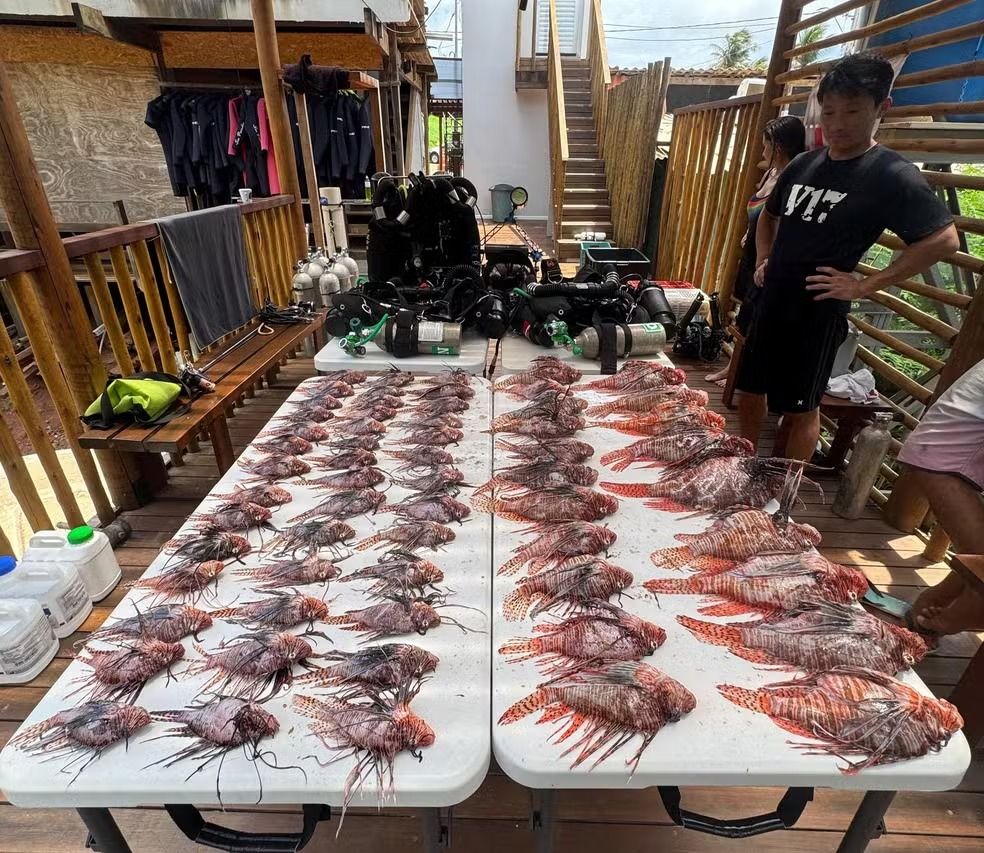 A captura do recorde ocorreu durante um mergulho técnico a 29 metros de profundidade. | Foto: Sea Paradise/Divulgação