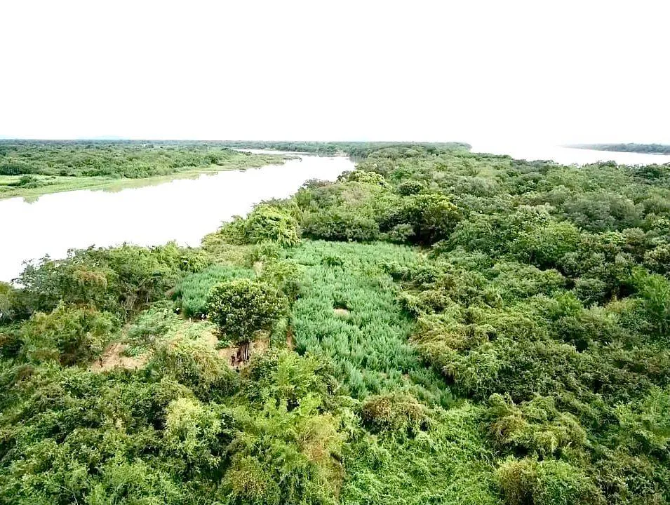 Após denúncias sobre ação de traficantes, polícia apreende 40 mil pés de maconha em Xique-Xique