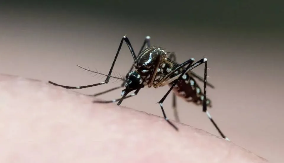 DENGUE: com mais duas mortes, sobe para 14 o número de óbitos na Bahia