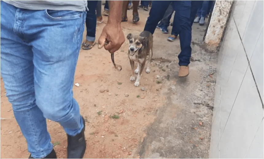 Em Coração de Maria, cachorro frequenta às missas, visita velórios e acompanha sepultamentos