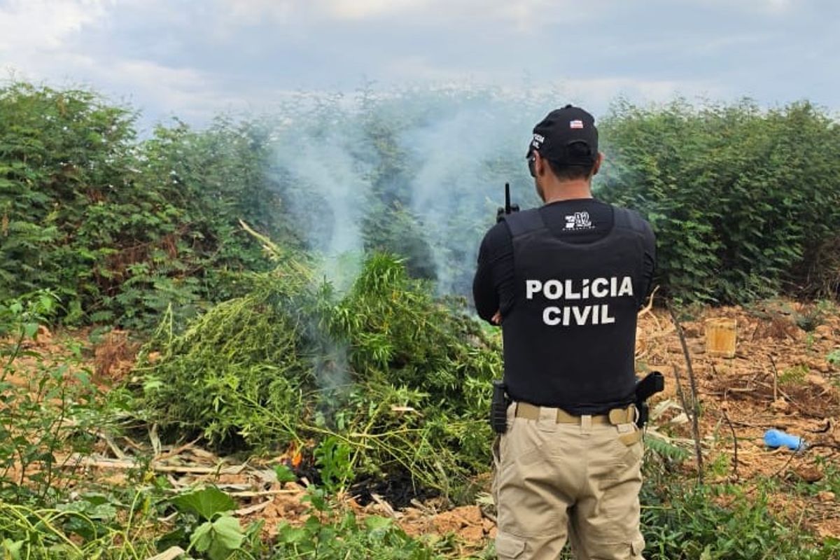 Planta&ccedil;&atilde;o de maconha com 2 mil p&eacute;s &eacute; destru&iacute;da. Foto: Divulga&ccedil;&atilde;o | Ascom/PCBA