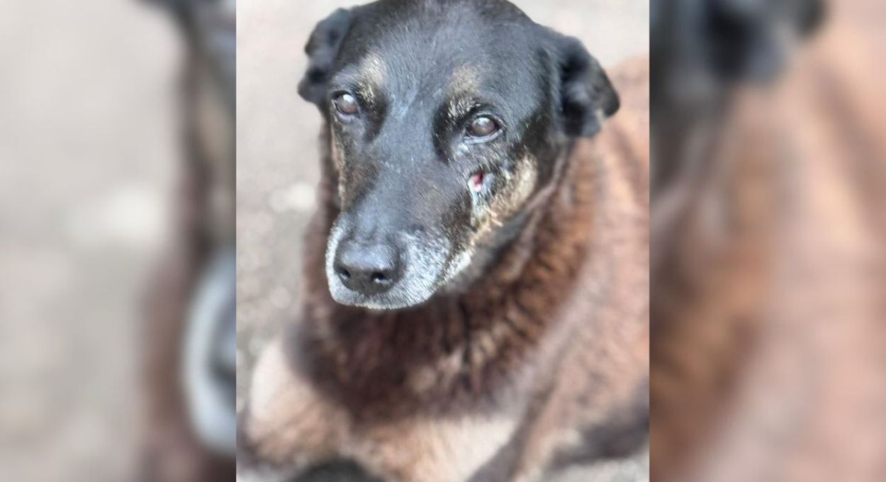 Orelha Estava Dentro Da Casinha E Foi Chamado Para Ser Espancado Por 4 Delinquentes Foto Redes Sociais