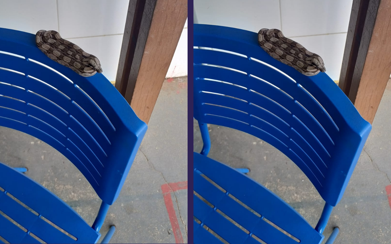 Uma jiboia pode medir at&eacute; 4 metros de comprimento e n&atilde;o possui veneno. A esp&eacute;cie &eacute; comum em &aacute;reas de mata e desempenha papel importante no controle de roedores e outros pequenos animais/Foto: Divulga&ccedil;&atilde;o/COPPA