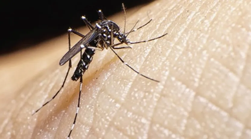 AEDES AEGYPTI: Brasil vive tríplice epidemia de vírus transmitidos pelo mosquito