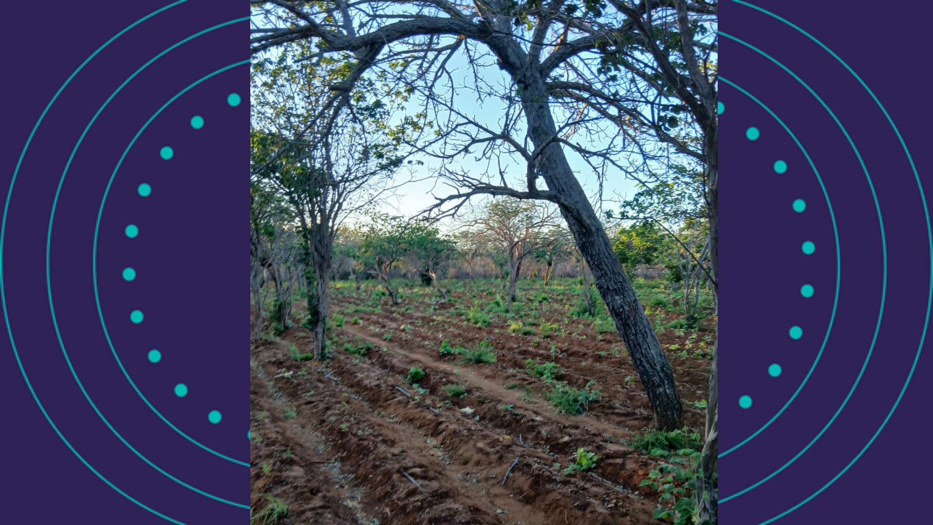 Plantação De Maconha Em Campo Formoso