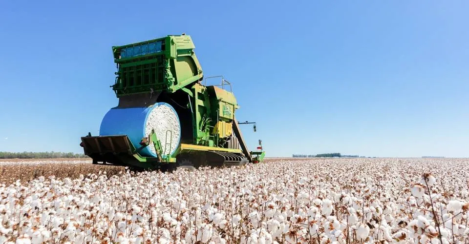 Produção de algodão une máquinas e trabalhadores no Oeste da Bahia e afasta medo de tecnologia