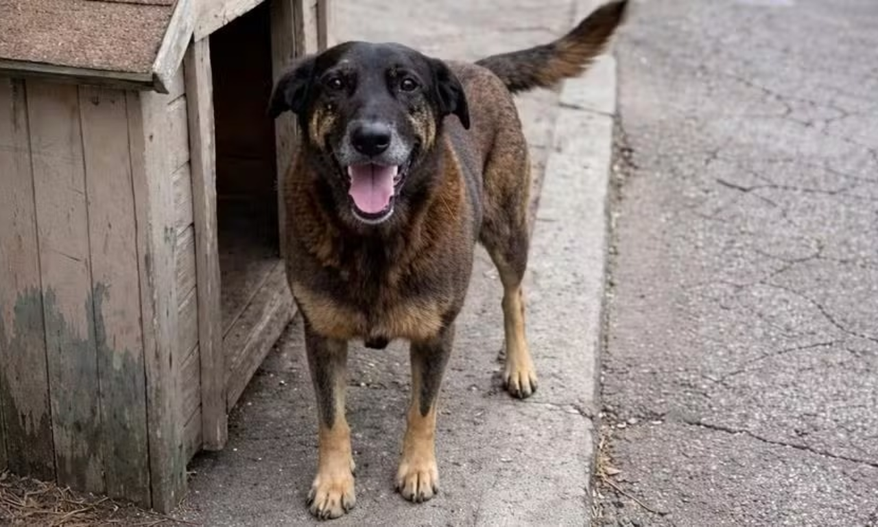 C&atilde;o Orelha: MP descarta agress&atilde;o de adolescentes como causa da morte. Foto: Reprodu&ccedil;&atilde;o