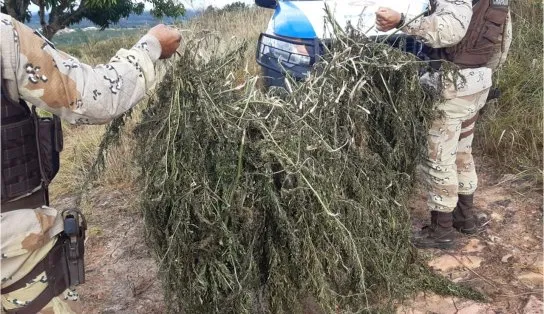 PM apreende mil pés de maconha prontos para comercialização na Bahia; ninguém foi preso na ação