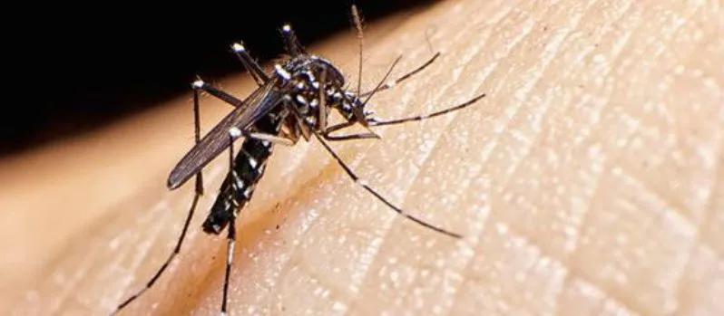 PESQUISA: Cientistas concluem que pernilongo não transmite vírus Zika
