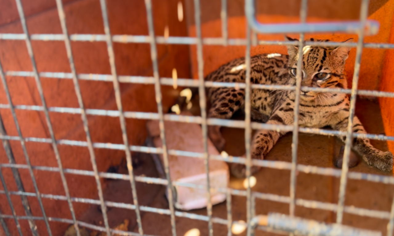 Jaguatiricas estão ameaçadas de extinção. Foto: Diculgação