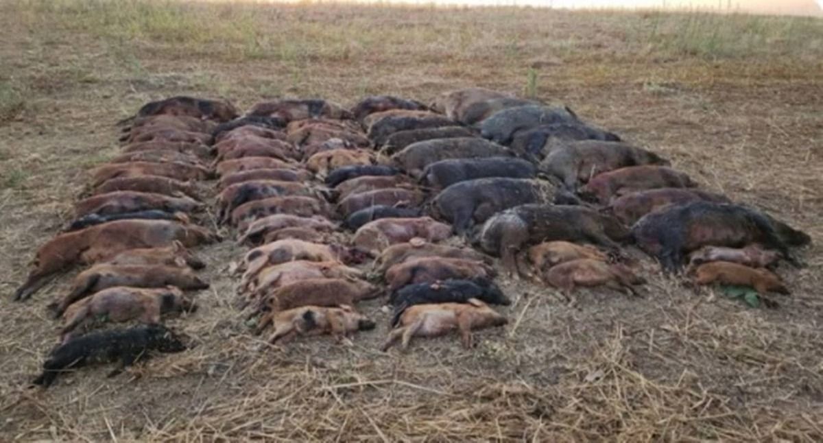 Ao todo, 65 animais foram abatidos na madrugada de sexta-feira. | Foto: Divulgação