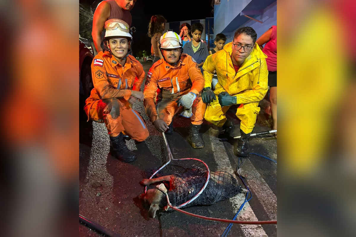 Cachorro &Eacute; Resgatado Em Bola De Lobo Na Bahia. Foto: Divulga&ccedil;&atilde;o Corpo de Bombeiros 