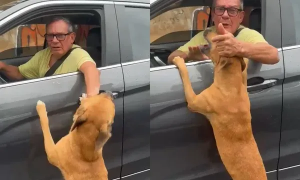Cachorro é abandonado por tutor. Foto: Redes Sociais