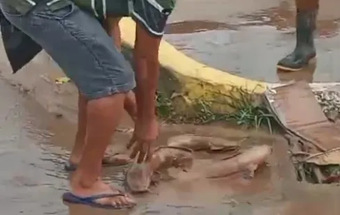 Após fortes chuvas, moradores encontram peixes nas ruas de Ipiaú, na Bahia