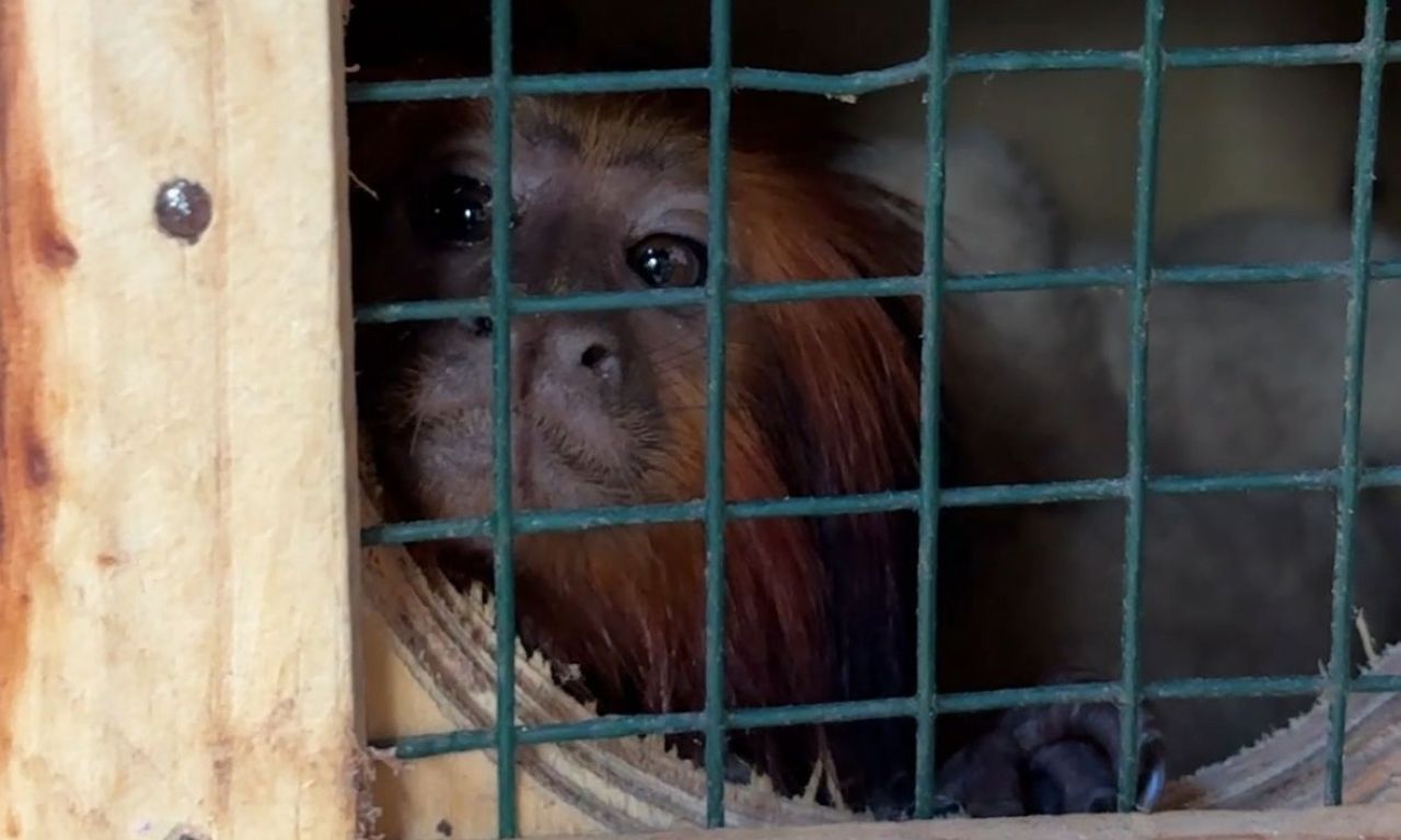 Foto: Ludmille Bispo | Ascom Zoo